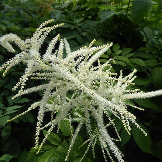 Goat's Beard