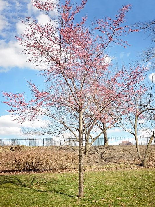 Cherry - Okame (Flowering)