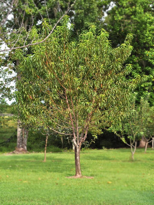Peach Trees - Rio Grande