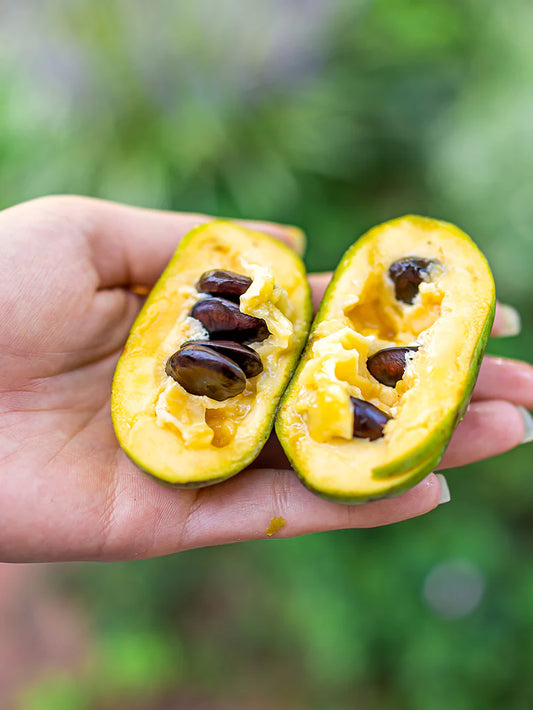 Paw Paw Trees - Seedling