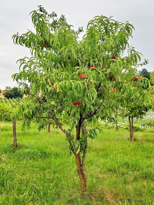 Peach Trees - Crimson Lady