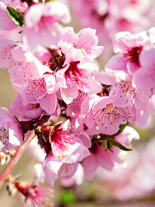 Peach Trees - Flavorich