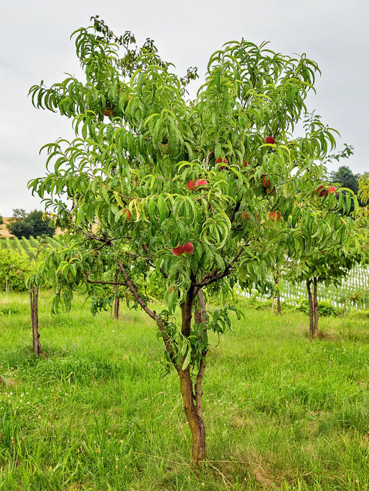 Peach Trees - Elberta