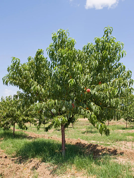 June Rows Tree Peach Trees - June Gold – Online Trees