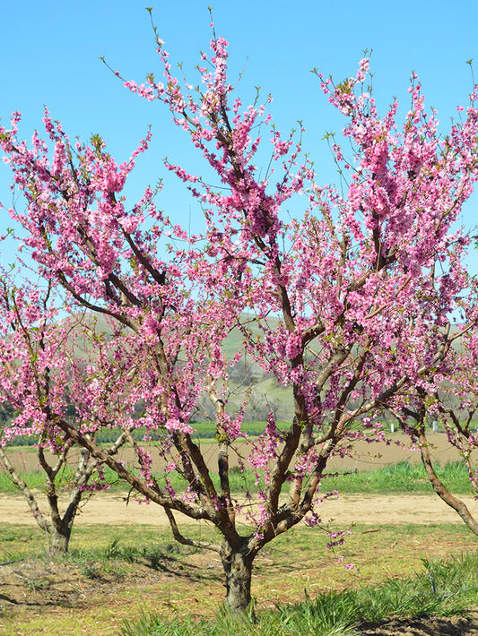 Peach Trees - Belle of Georgia
