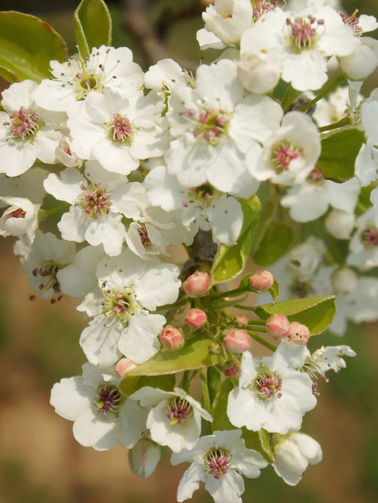 Pear Trees - Flordahome