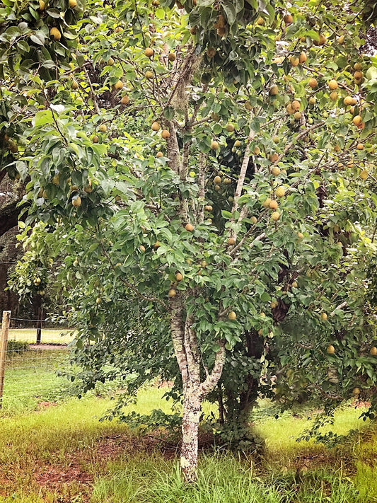 Pear Trees - Shinko