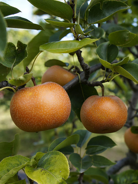 Pear Trees - Korean Giant