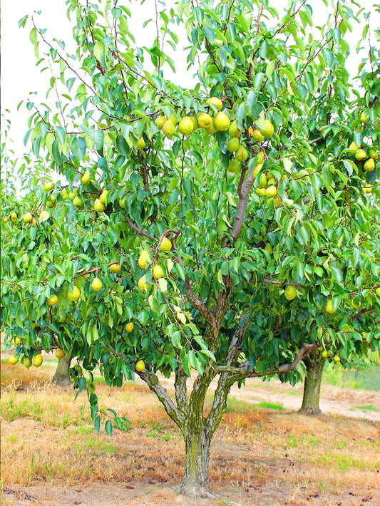 Pear Trees - Tenn