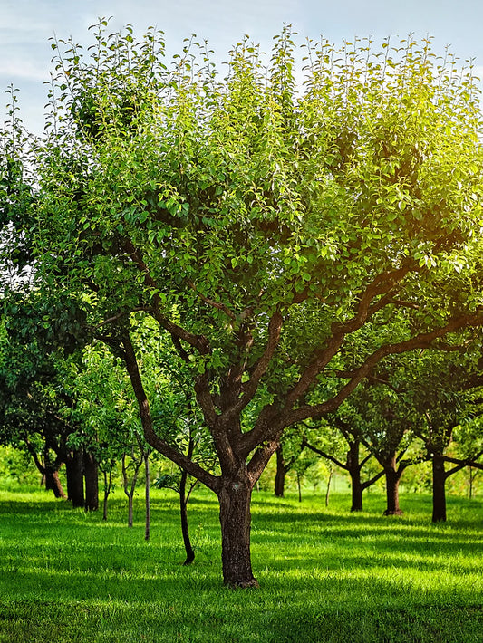Pear Trees - Orient