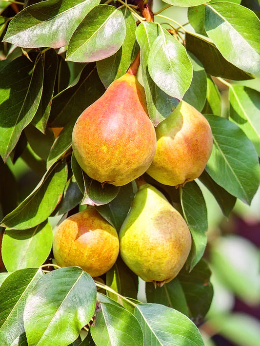Pear Trees - Tenn