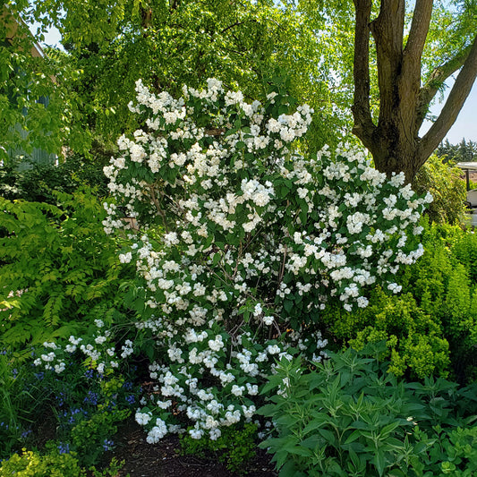 Snow White Mock Orange