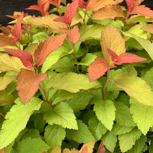Double Play® Candy Corn® Spirea