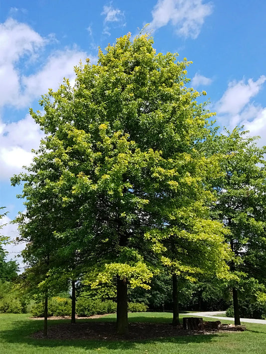 Oak - Pin