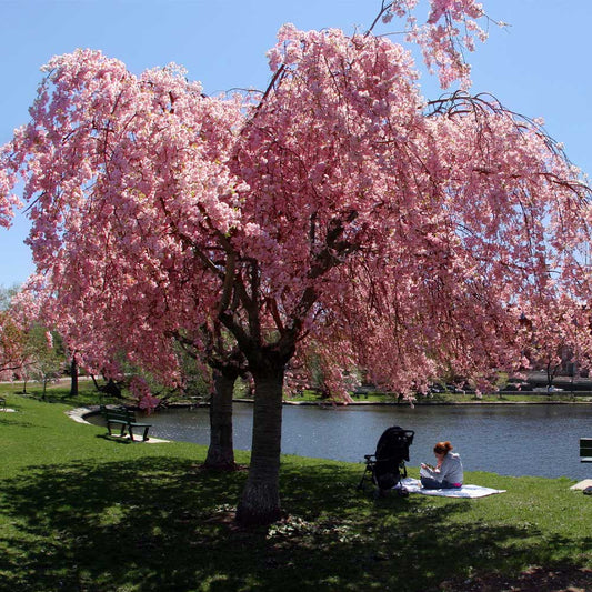 Weeping Cherry