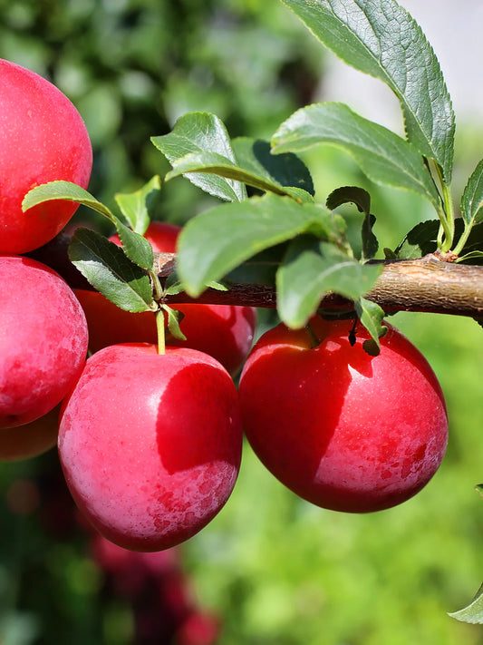 Plum Trees - Ruby Sweet