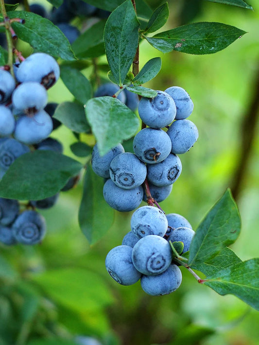 Blueberry - Premier (Rabbit Eye)