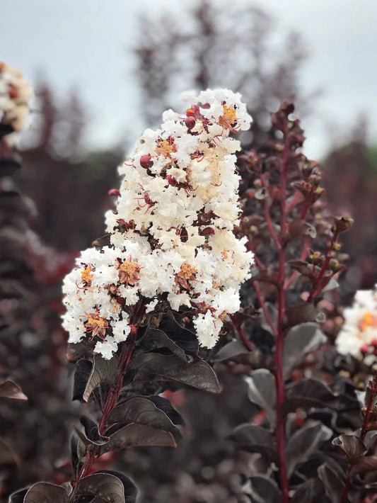 Crape Myrtle - Black Diamond® Pure White