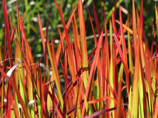 Red Baron Japan Blood Grass