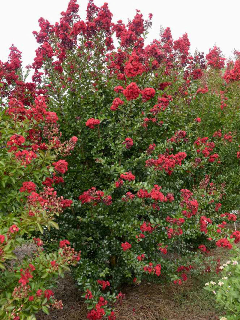 Crape Myrtle - First Editions® Ruffled Red Magic – Online Trees