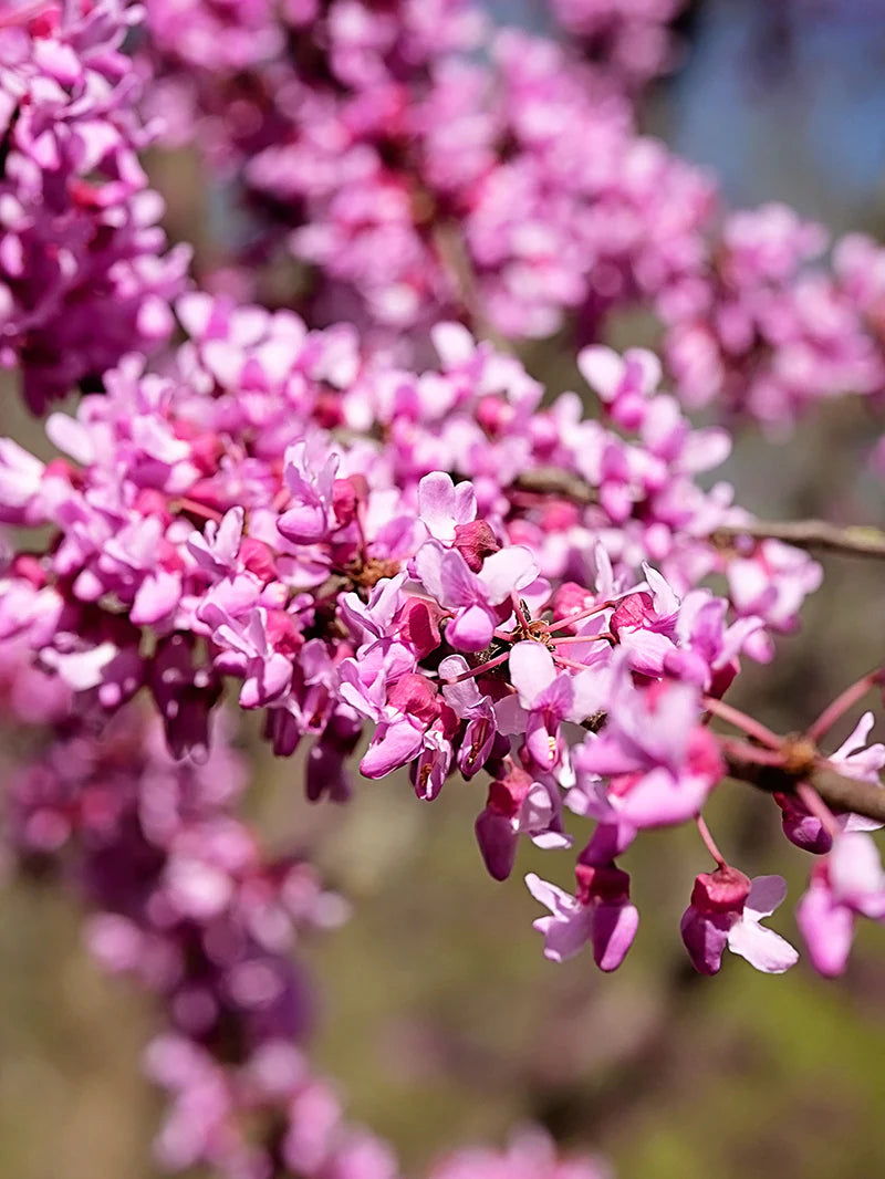 Redbud - Hearts of Gold