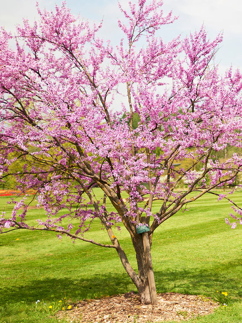 Redbud - Hearts of Gold