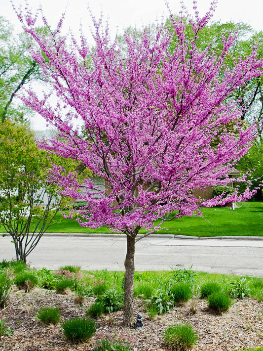 Redbud - Eastern