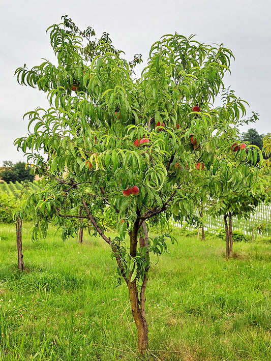 Peach Trees - Intrepid