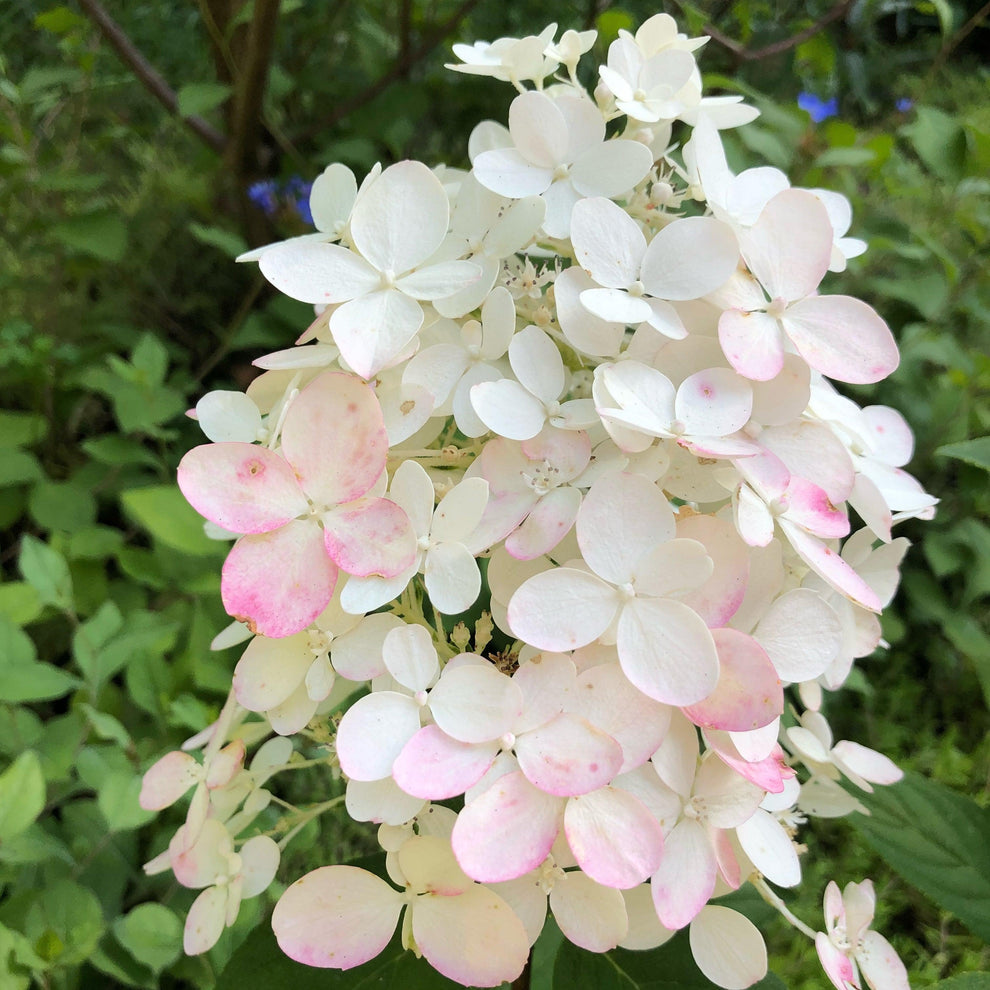 Little Quick Fire® Hydrangea – Online Trees