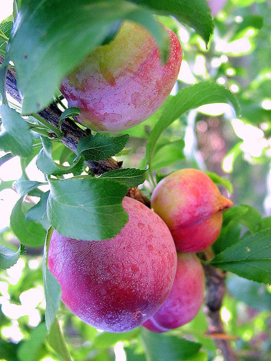 Plum Trees - Santa Rosa