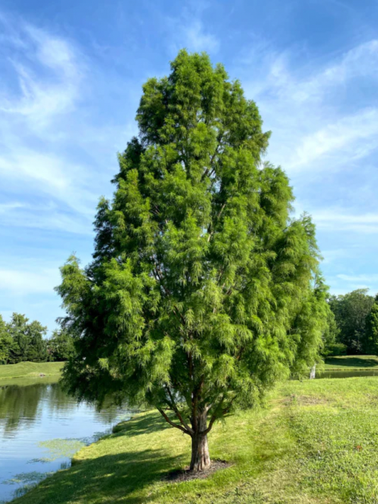 Bald Cypress Tree | Taxodium distichum | 3 & 5 Gallon Plant