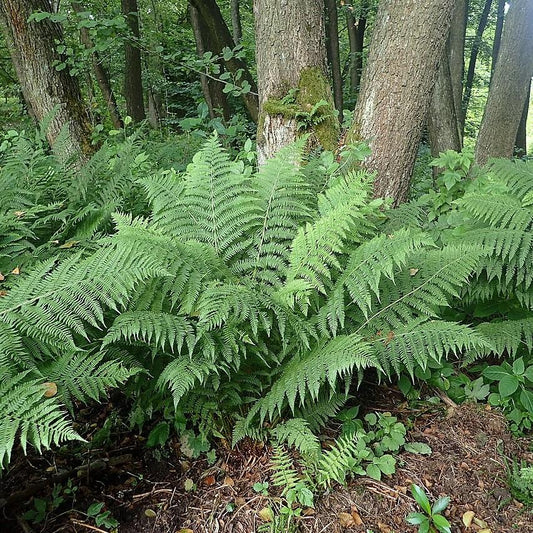Lady Fern