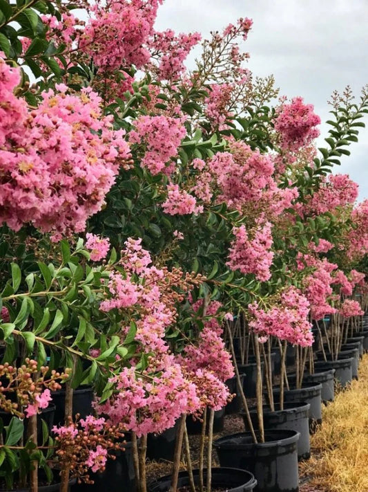 Crape Myrtle - Sioux