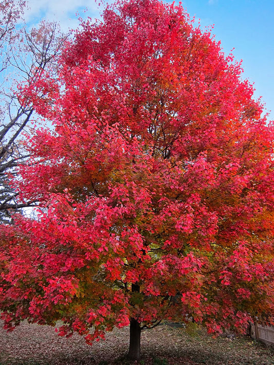 Maple - Sun Valley