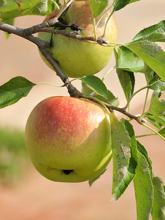 Apple Trees - Suncrisp