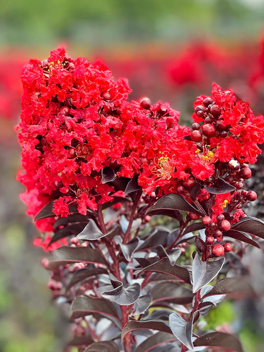 Crape Myrtle - First Editions® Sunset Magic™