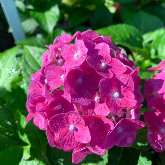 Endless Summer® Summer Crush® Hydrangea