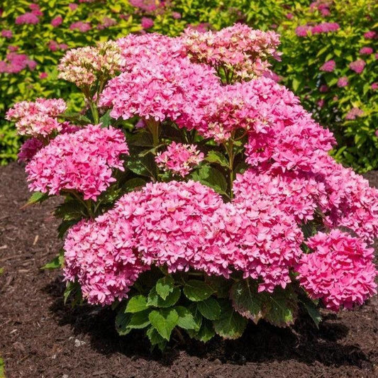 Hydrangea macrophylla ‘Hortmafarfa’ PP32,164  - Bloomin' Easy® Starfield™ Hydrangea