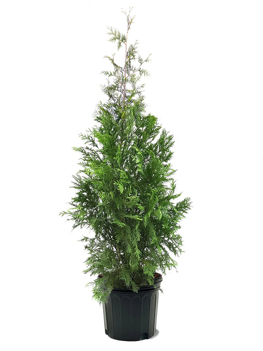 Arborvitae - Thuja Tall Guy