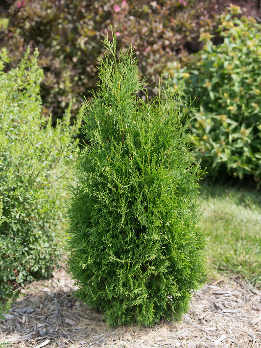Arborvitae - Thuja Tall Guy