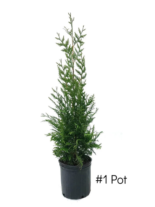 Arborvitae - Thuja Green Giant