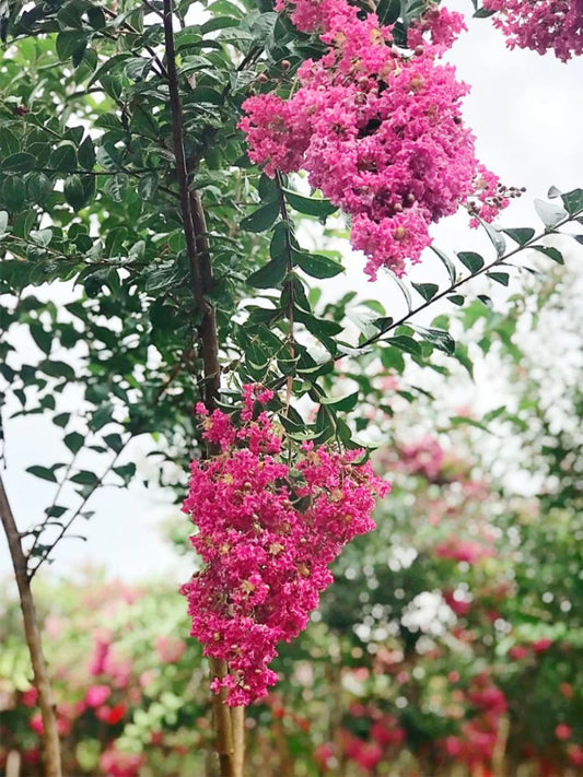 Crape Myrtle - Tonto