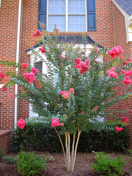 Crape Myrtle - Tuscarora