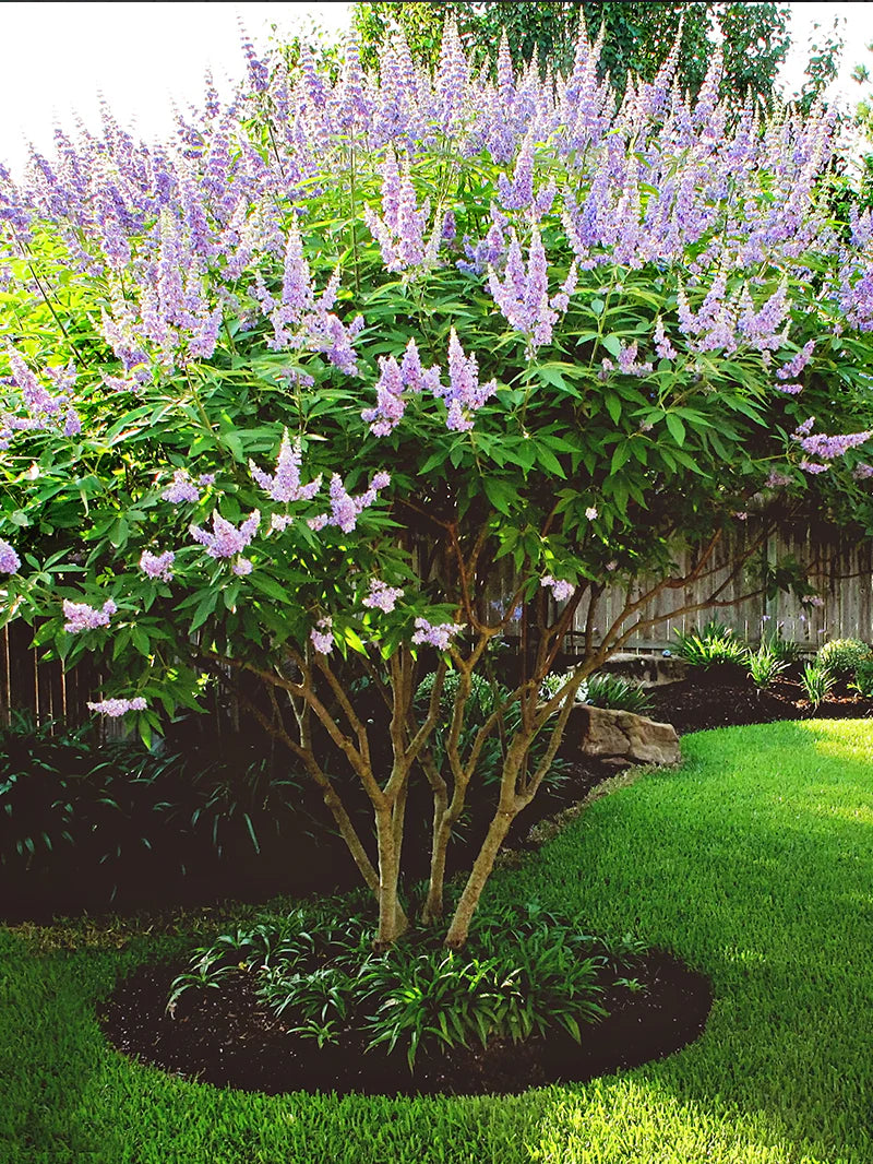 Vitex Tree Form Vitex - Shoal Creek – Online Trees
