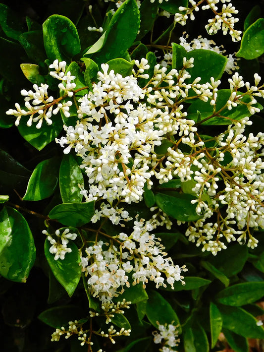 Ligustrum - Waxleaf