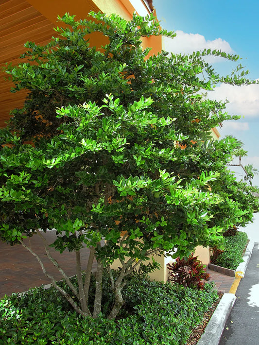 Ligustrum - Waxleaf