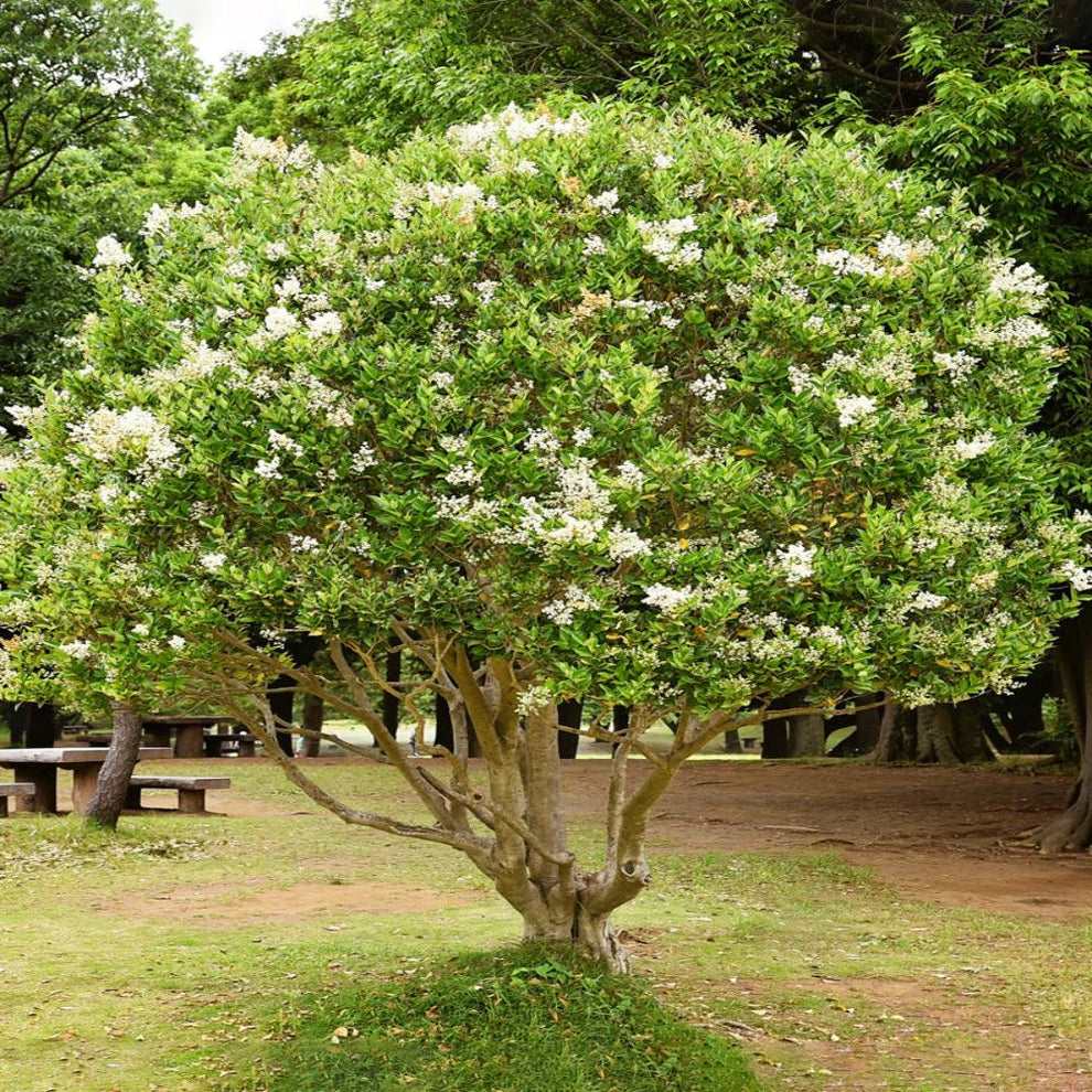 Ligustrum - Waxleaf – Online Trees