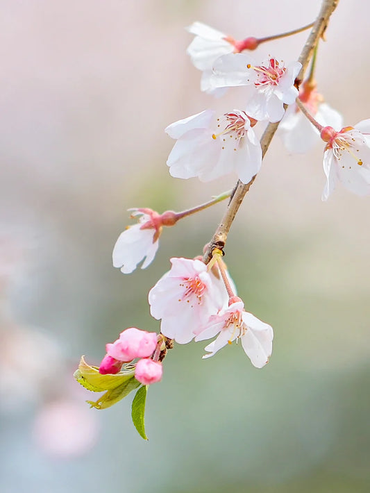 Cherry - Weeping Yoshino