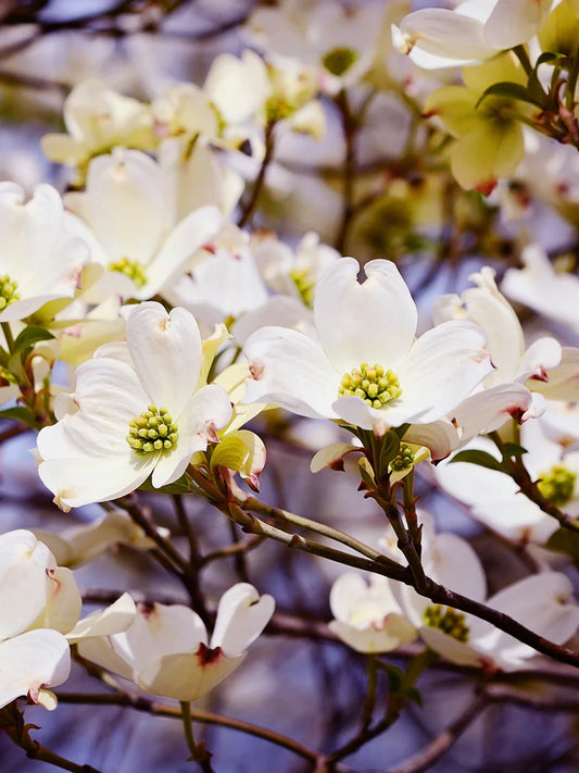 Dogwood - White
