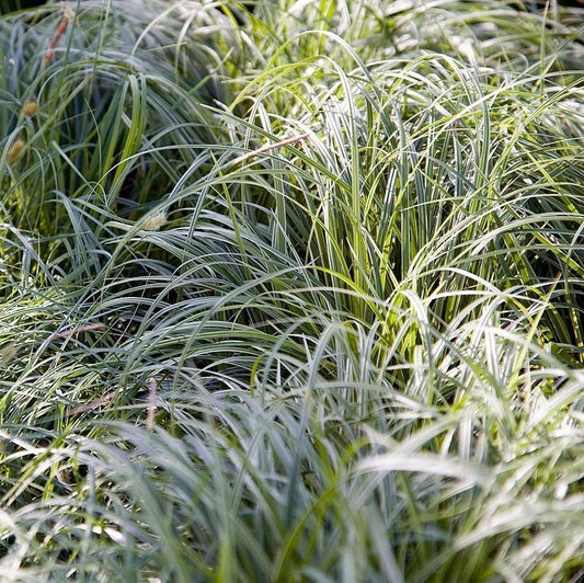 Silver Septre Sedge